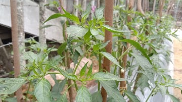 Cabe Merah Keriting 25 Hari Setelah Potong pucuk, Alhamdulillah Sudah Mulai Keluar Bunga