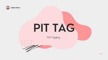 Tagging procedure for the tilapia fish.