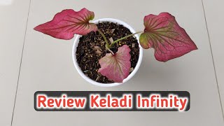 Unboxing & Review Keladi Infinity