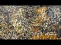 Beautiful ripples and reflections dancing on a tidal rock pool surface - HD 1080P - Peaceful Scenes