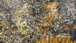 Beautiful ripples and reflections dancing on a tidal rock pool surface - HD 1080P - Peaceful Scenes