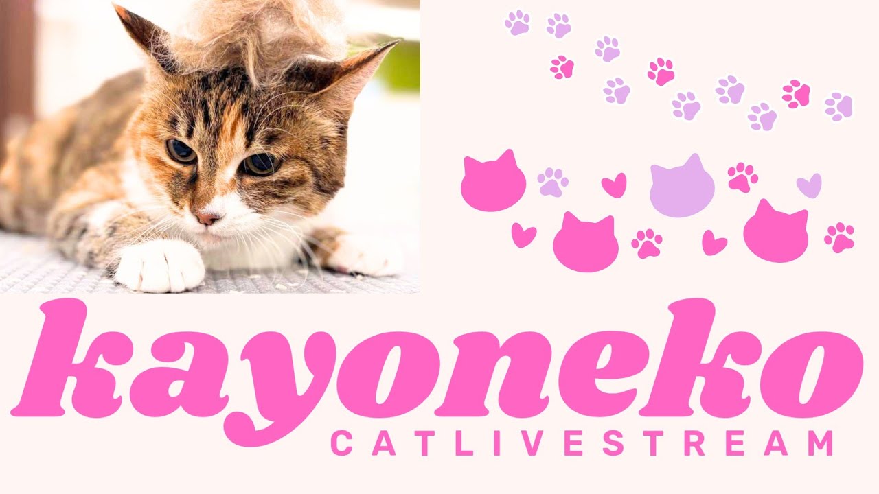 ★CatLive★30【Mee】