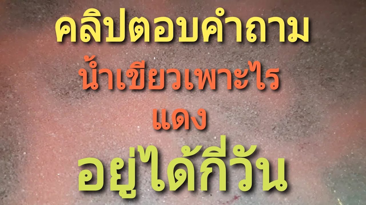 #บ้านปลากัดระยอง  คลิปตอบคำถาม น้ำเขียวใช้เพาะไรแดง อยู่ได้กี่วัน