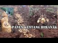 Panen Kentang Beranak | Yang Jangot