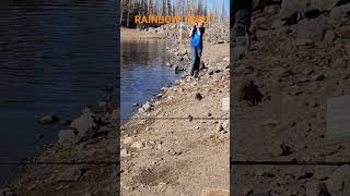 Catching Wild Rainbow Trout