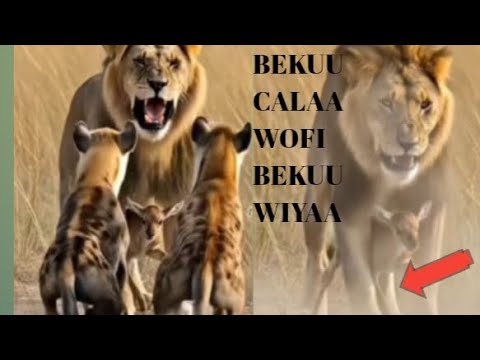 Wani Qalbii Nama Cabsuu Wani Fedhee Yoo Tayee