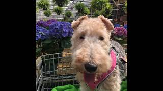 WIRE FOX TERRIER CHLOE SHOPPING AND VISITING by WireFoxRescueMidwest 2,577 views 6 years ago 4 minutes, 24 seconds