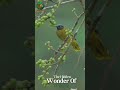 The Golden Songbird Hidden in Asia’s Rainforest#wildlife #animals #shorts