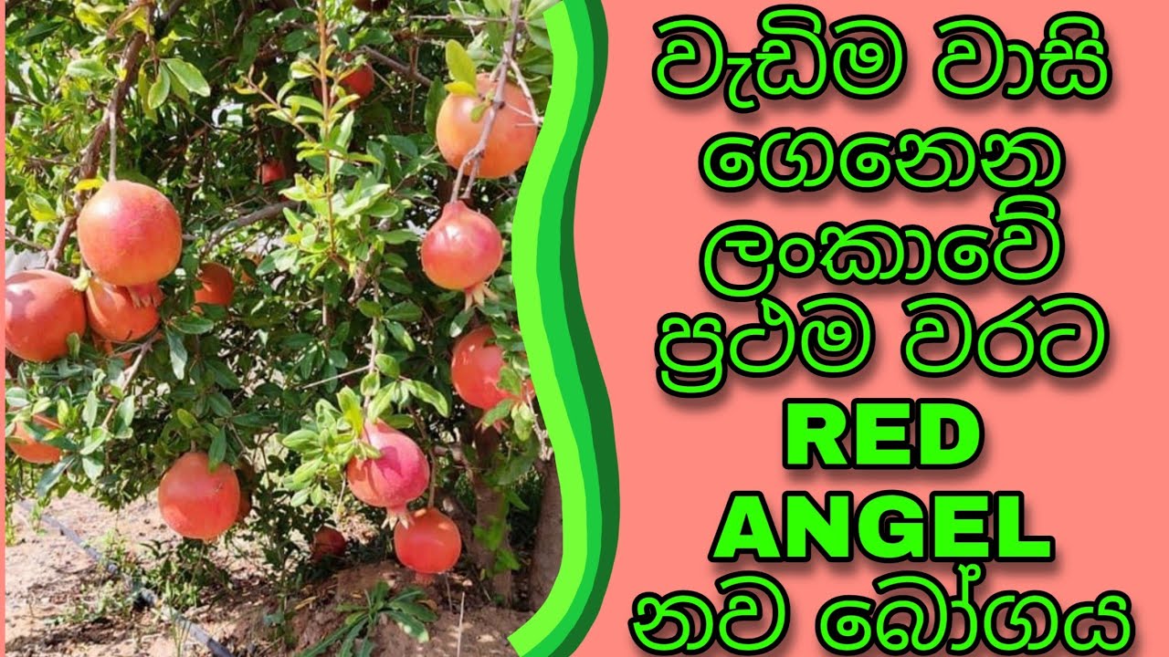 දෙළුම් සිටුවා නිධානයක් ලබන්න| ලක්ෂ ගණන් සල්ලි|දෙළුම් වගාව