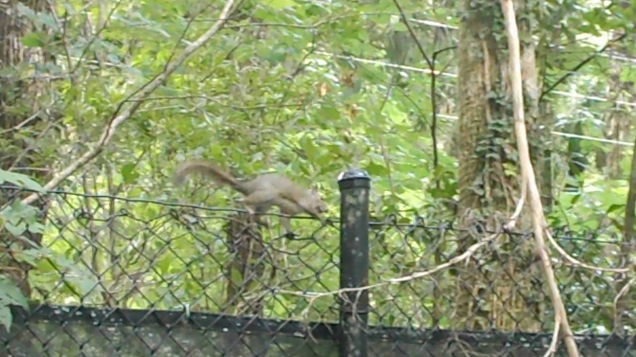 maltezer na prodaju Homosassa springs p1