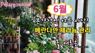 #pelargonium  6월 전반적인 #제라늄 관리 / 통풍이 제일 중요성!! 그리고 올 여름은.....