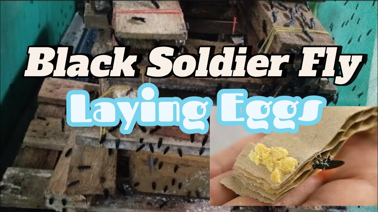 Black Soldier Fly BSF waiting to Lay eggs-  monitor and tips paano sila may itlog