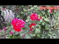 VLOG 57 Барви Поділля Селище Мельниця Подільська VLOG 57 Барви Поділля Селище Мельниця Подільська