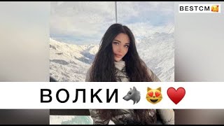 ЧЕЧЕНКА ПЕРЕПЕЛА ЛУЧШЕ ОРИГИНАЛА ПЕСНЯ ВОЛКИ МЫ В НОЧНЫХ ЛЕСАХ🔥😍