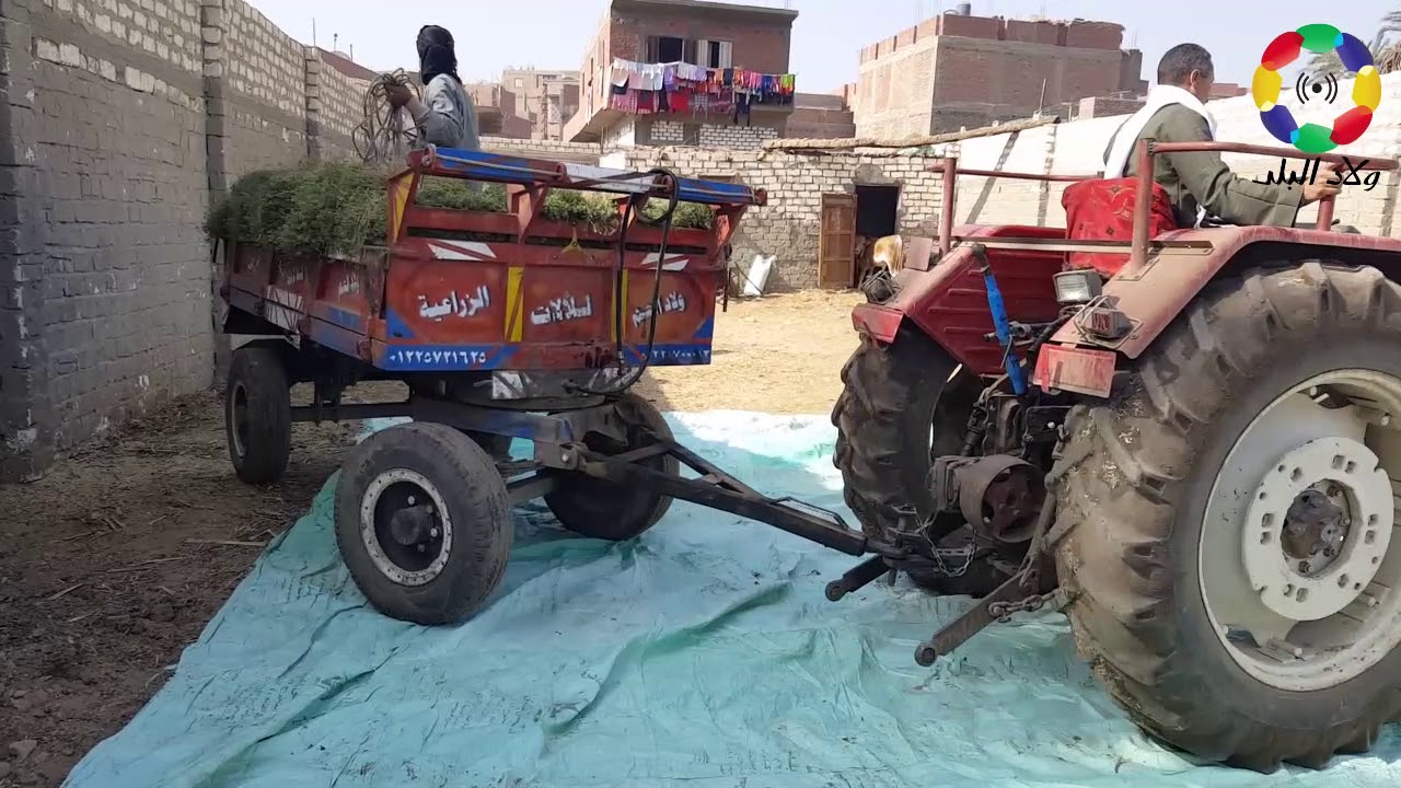 الأسايطة | شاهد موسم حصاد الكمون وطريقة زراعته