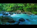 Beautiful Stream Sounds - Forest Ambience for Peaceful Sleep, Rest, Focus Study, and Medicine
