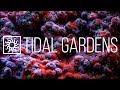 Tidal Gardens December 2018 Holiday Show