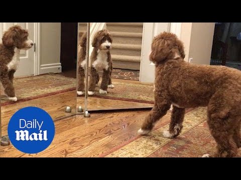 Dog is confused by his own reflection in mirror - Daily Mail 