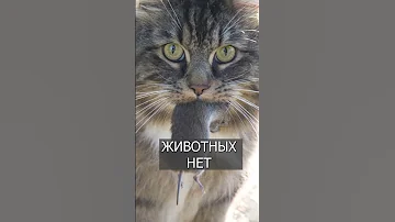 В Австралии уличных КОШЕК будут УСЫПЛЯТЬ