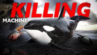 Orca: The Amazing Killing Machine