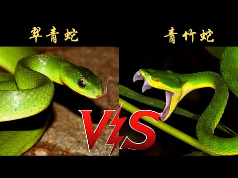 动物2022: 2022年动物｜翠青蛇Vs 青竹蛇｜动物世界- Youtube