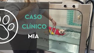 Siringomielia y hernia discal en perro by CRAR Centre de Rehabilitació Animal de Referència 923 views 1 year ago 2 minutes, 25 seconds