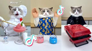 That Little Puff | Cats Make Food 😻 | Kitty God & Others | TikTok 2024 #44