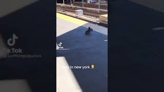 pigeons pushing another pigeon to the train