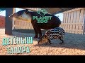 Очень Дорогие ТАПИРЫ - PLANET ZOO Франшиза #4