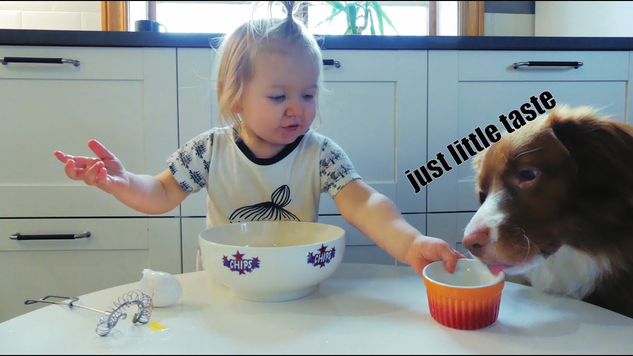 DOG MAKES PANCAKES YouTube