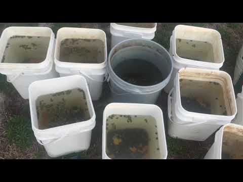 Video: Alfalfa Meal Gardening Info – Användning och källa för Alfalfa Meal Fertilizer