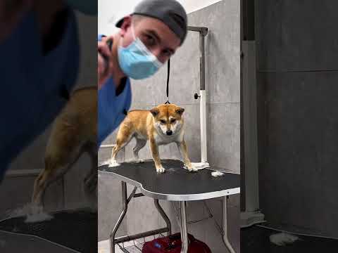 шСИБА-ИНУ ОБИЖАЕТСЯ В ГРУМИНГ-САЛОНЕ #собаки #груминг #dogs #grooming #georgia #тбилиси #сибаину