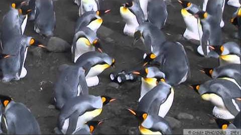 Raw: Scientists Use Robot to Lure Shy Penguins