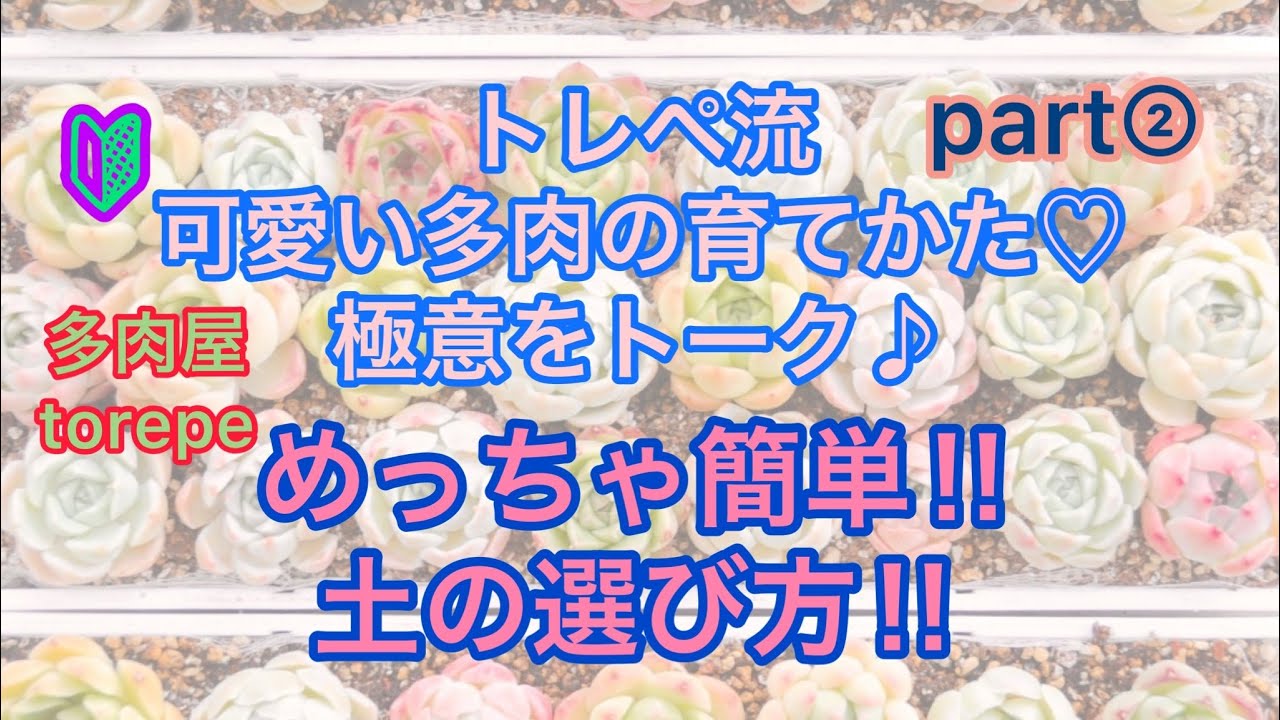 🔰トレペ流！多肉のイロハ・極意についてトーク②簡単！土選びのポイント‼︎♡多肉植物♡多肉屋torepe♡トレペ