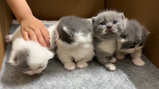 Super cute short-legged kittens.