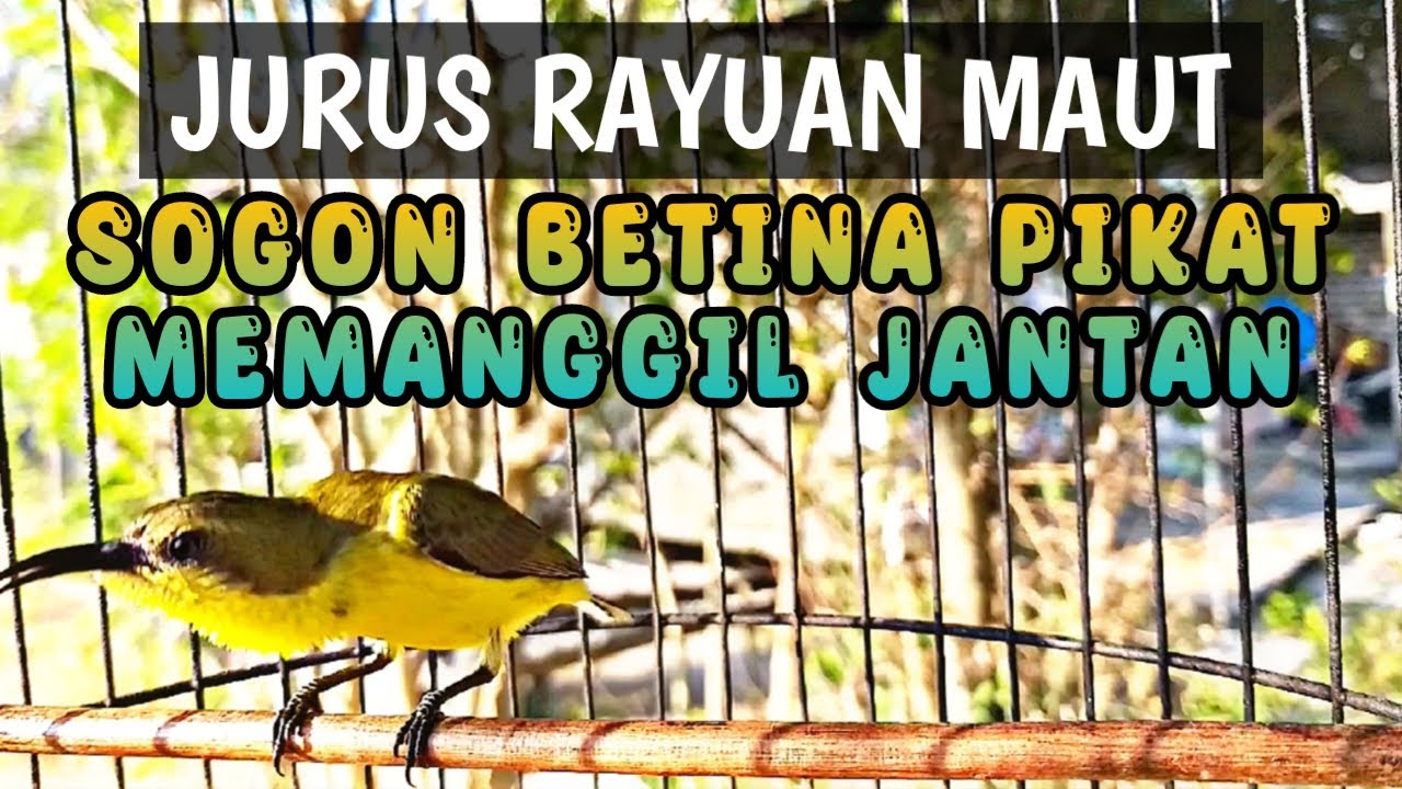 SOGON BETINA PIKAT MEMANGGIL JANTAN ‼️  PANCINGAN SOGON AGAR CEPAT BUNYI DAN NAIK BIRAHI