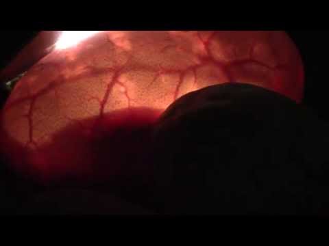 Candling Ball Python Eggs