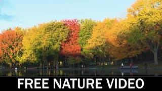 Free Nature Background Video No Copyright - Free Stock Footage