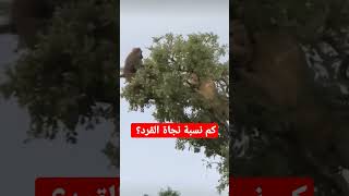 صراع القرود والاسود في غابات السافانا الافريقيه شيء لا يصدق#عالم_الحيوان