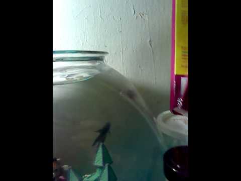 How To Bond With Your Betta Fish?