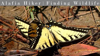 Hiking at Weekiwachee Preserve