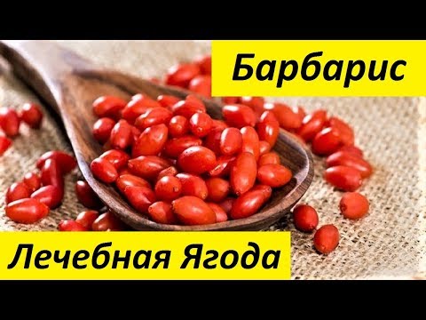 Барбарис. Ягоды Барбариса. Свойства Барбариса