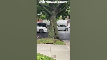 The Last Tree Falling Was Insane