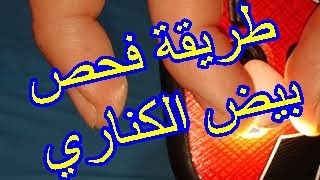 طريقة فحص بيض الكناري