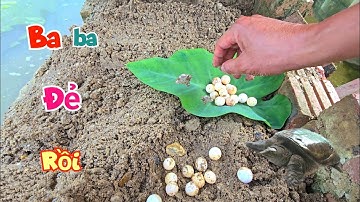Ra Thăm Ao Và Bất Ngờ Phát Hiện Baba Đẻ Từ Bao Giờ Nguyên Một Ổ Trứng / Quế Nghịch