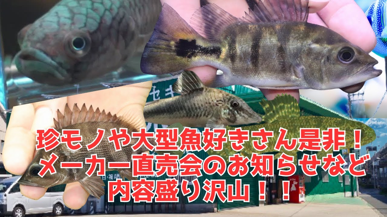 関西最大級のアクアリウムショップでキクラやニューギニアダトニオ 関西最大級のアクアリウムショップでキクラやニューギニアダトニオ