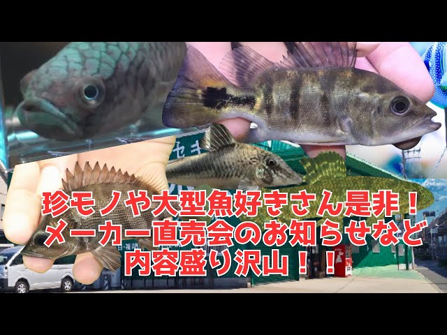 大型魚 sddefault.jpg