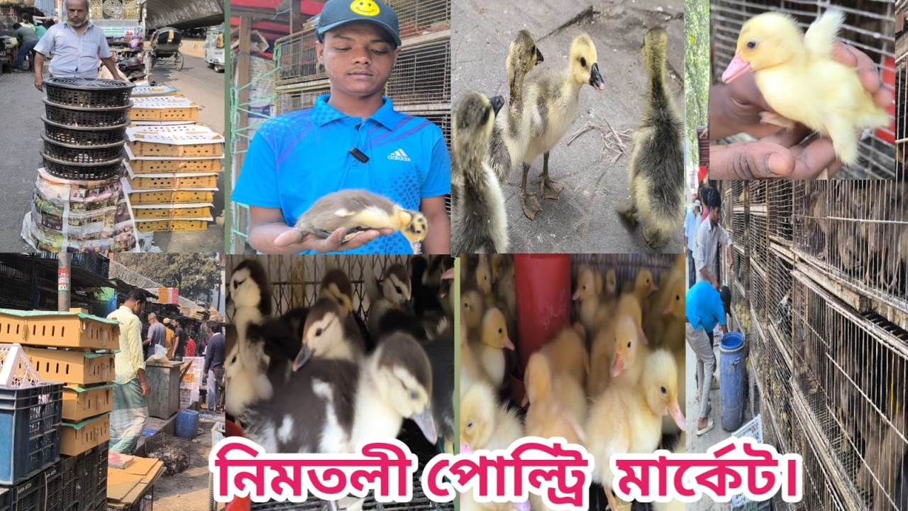 493 ৩৫ টাকা ক্যামবেল হাঁসের বাচ্চা। ৫০টাকা রুপালি হাঁসের বাচ্চা। চিনা রানার বেইজিং রাজহাঁসের বাচ্চা