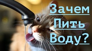 Зачем нужно пить воду?