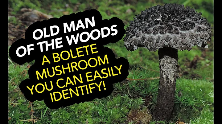 Old Man Of The Woods — An Edible Bolete Mushroom You Can Easily Identify! - DayDayNews